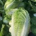 辽宁白菜大量上市《黄心菜包心菜黑菜》大量有货