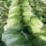 辽宁白菜大量上市《黄心菜包心菜黑菜》大量有货