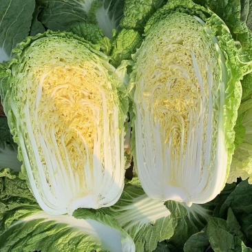 辽宁白菜大量上市《黄心菜包心菜黑菜》大量有货