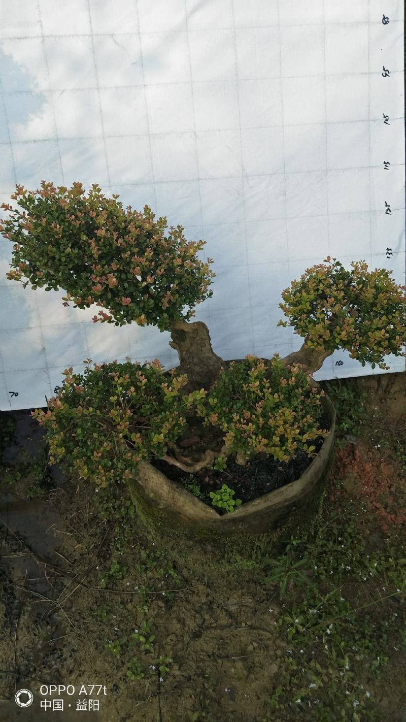 百年赤楠古桩盆景红芽细叶赤楠天然舍利货源充足