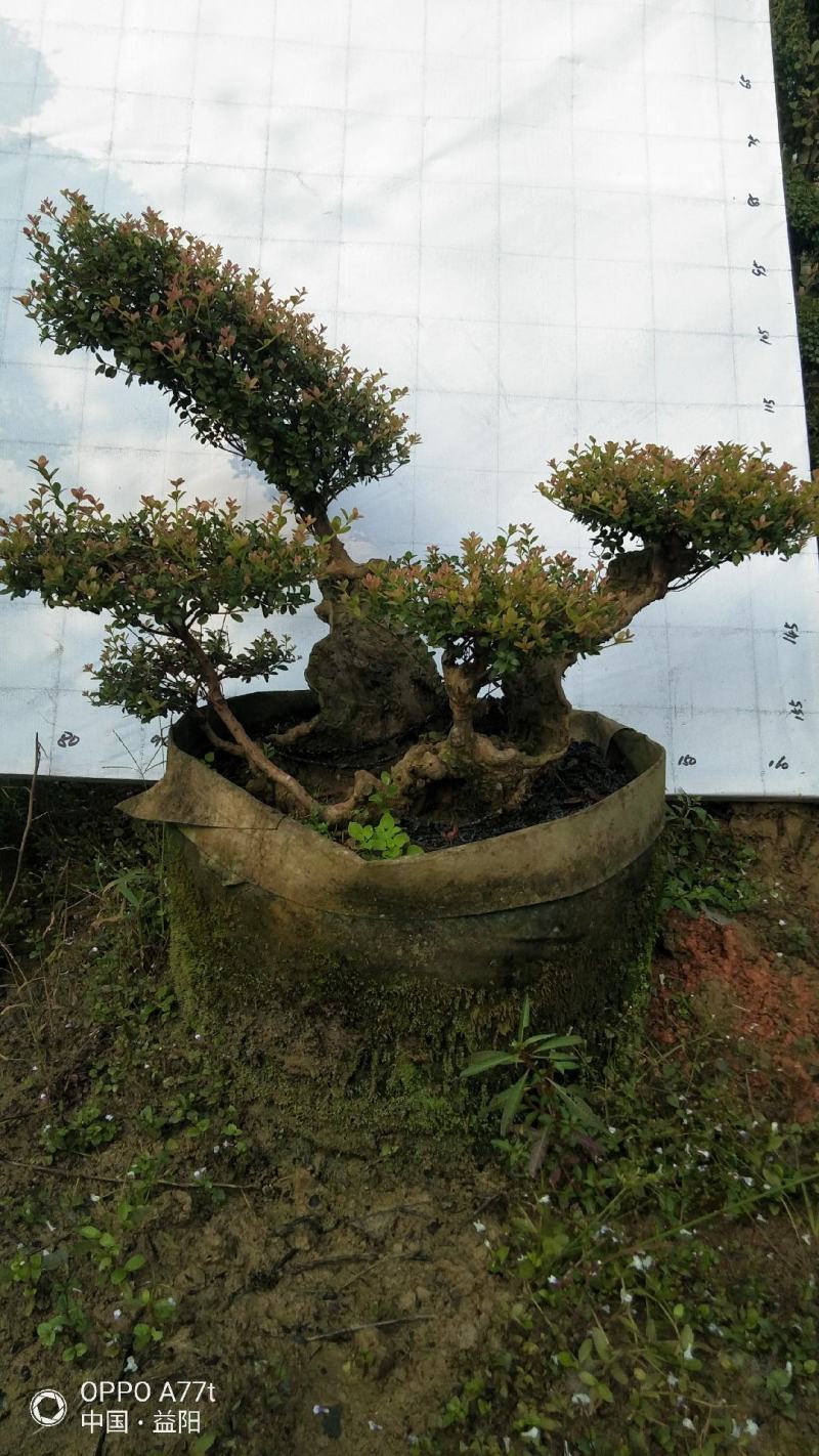 百年赤楠古桩盆景红芽细叶赤楠天然舍利货源充足