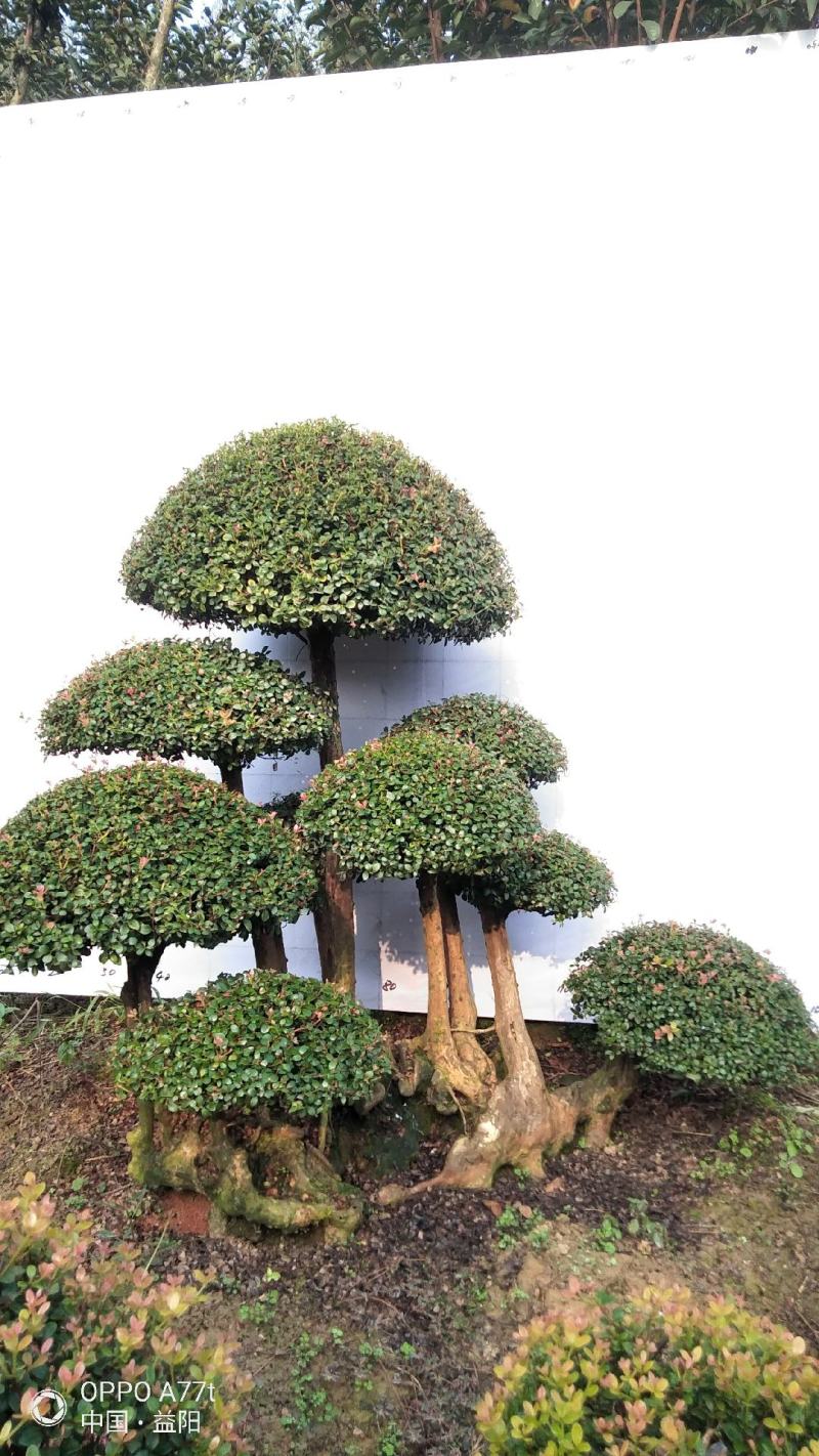 百年赤楠古桩盆景红芽细叶赤楠天然舍利货源充足