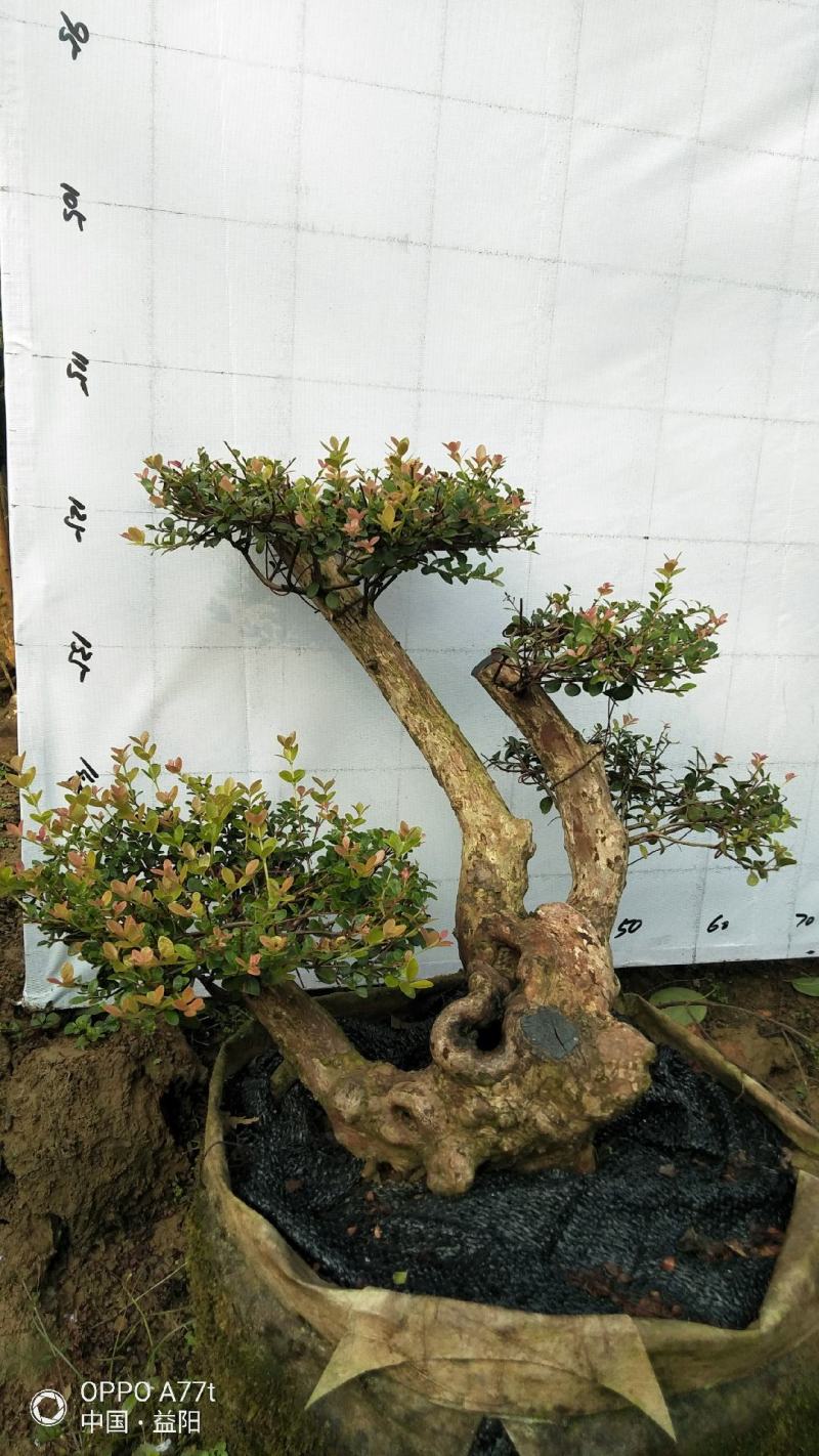 百年赤楠古桩盆景红芽细叶赤楠天然舍利货源充足