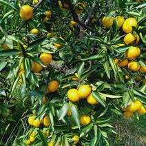 桔子庐山西海易家河蜜橘非常甜当地的特产