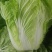 河南省夏邑县万亩优质无公害大白菜种植基地。