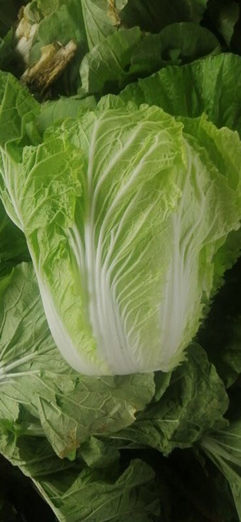 河南省夏邑县万亩优质无公害大白菜种植基地。