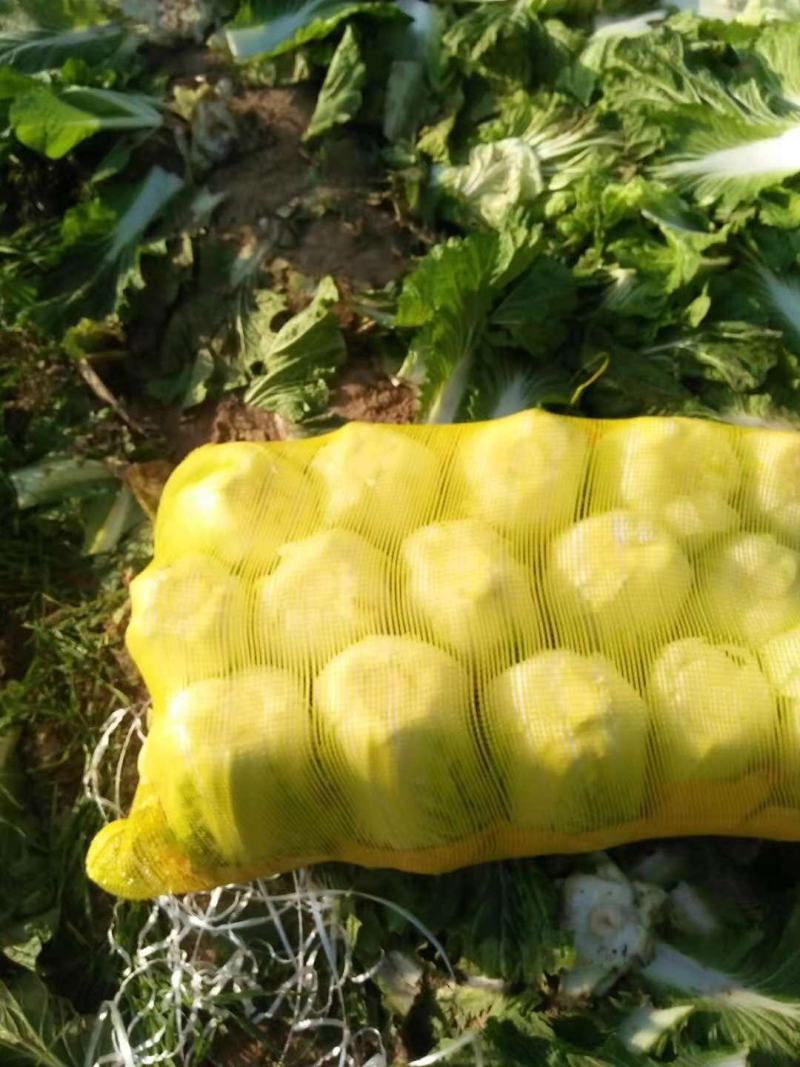 河南省夏邑县万亩优质无公害大白菜种植基地。