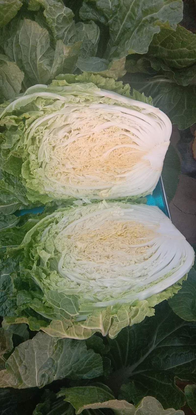 河南省夏邑县万亩优质无公害大白菜种植基地。