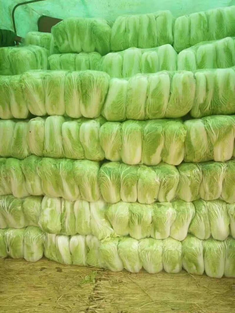 河南省夏邑县万亩优质无公害大白菜种植基地。