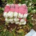 河南省夏邑县万亩优质无公害大白菜种植基地。