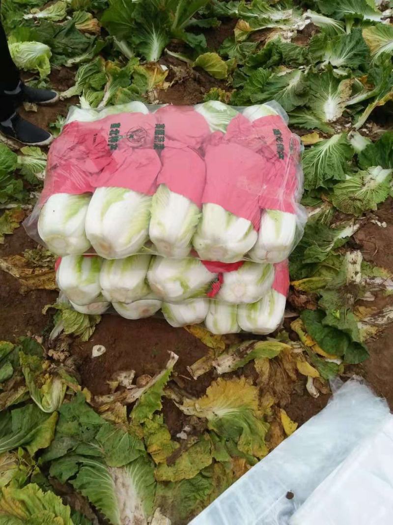 河南省夏邑县万亩优质无公害大白菜种植基地。