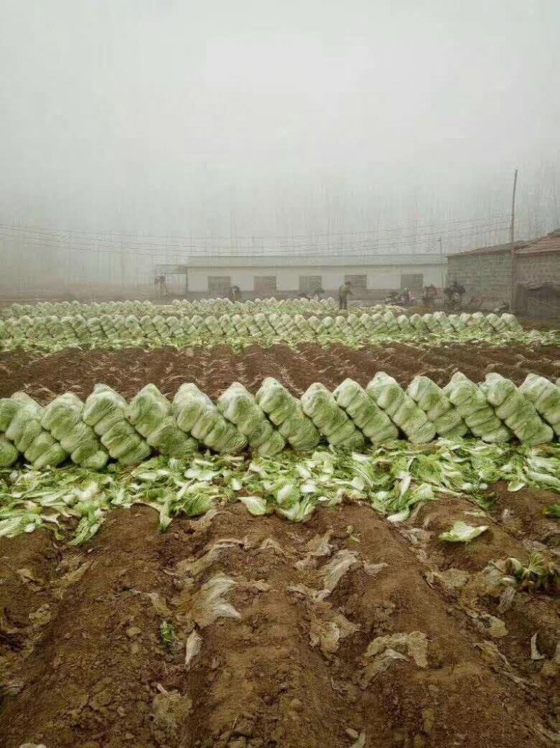 河南省夏邑县万亩优质无公害大白菜种植基地。
