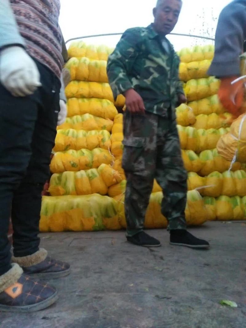 河南省夏邑县万亩优质无公害大白菜种植基地。