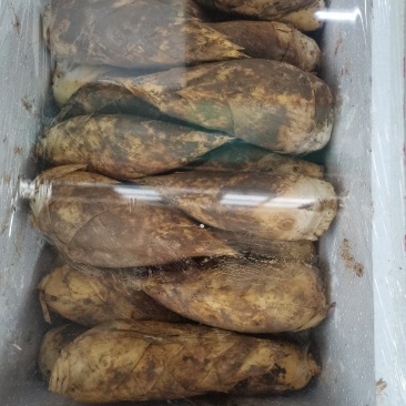 精品冬笋批发，产地发货