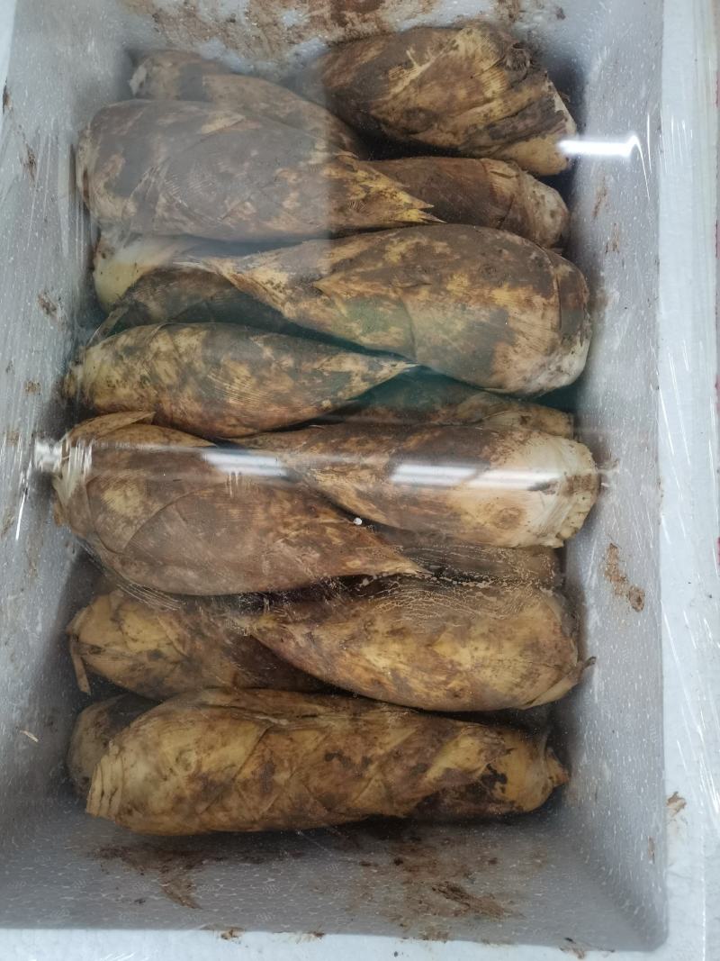 精品冬笋批发，产地发货