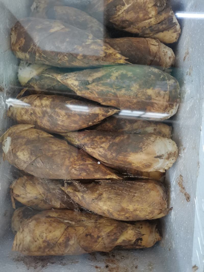 精品冬笋批发，产地发货