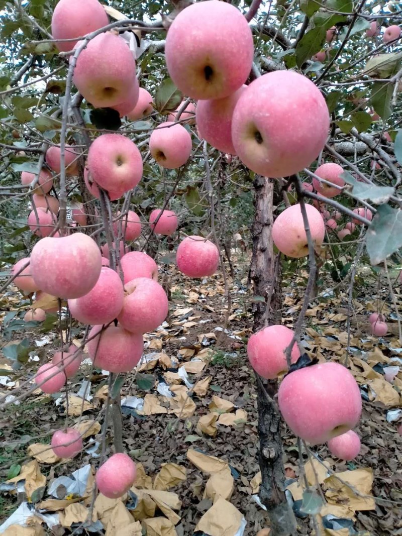 苹果，产地直供红富士苹果，糖分高价格便宜，全国发货