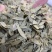 泻叶小叶含量高量大从优欢迎选购