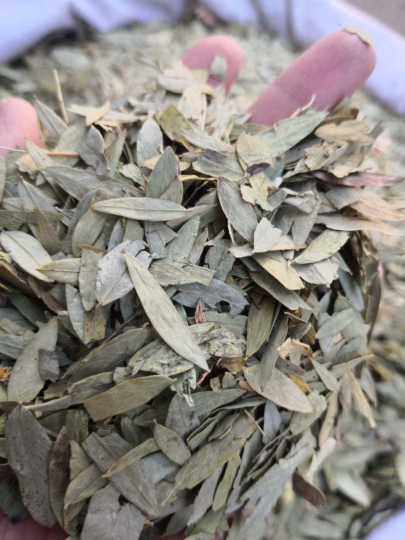 泻叶小叶含量高量大从优欢迎选购