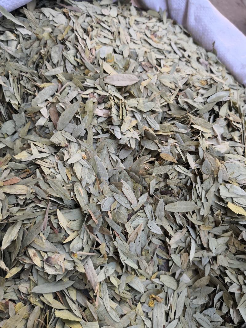 泻叶小叶含量高量大从优欢迎选购