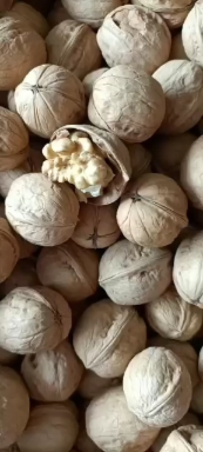 新疆纸皮核桃！口感纯正！新货！新货！新货！
