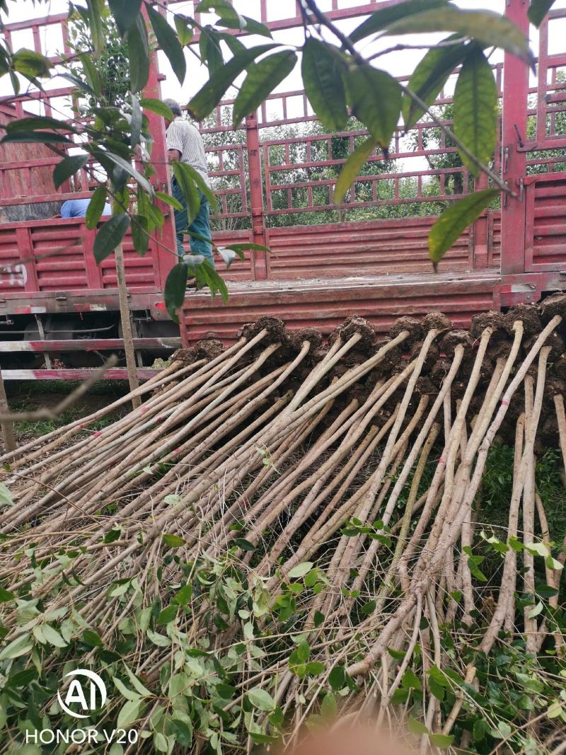 基地直供3公分大叶女贞，量大，树形好，一手货源