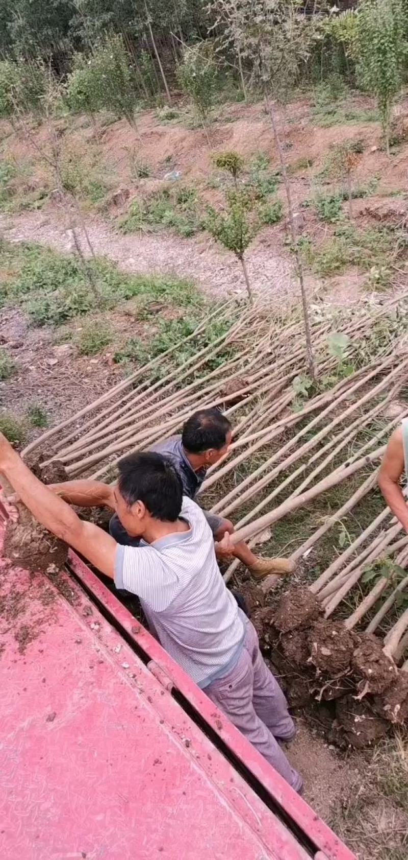 基地直供3公分大叶女贞，量大，树形好，一手货源