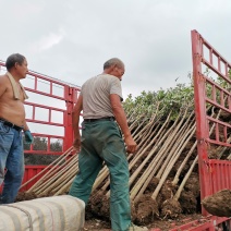 基地直供3公分大叶女贞，量大，树形好，一手货源