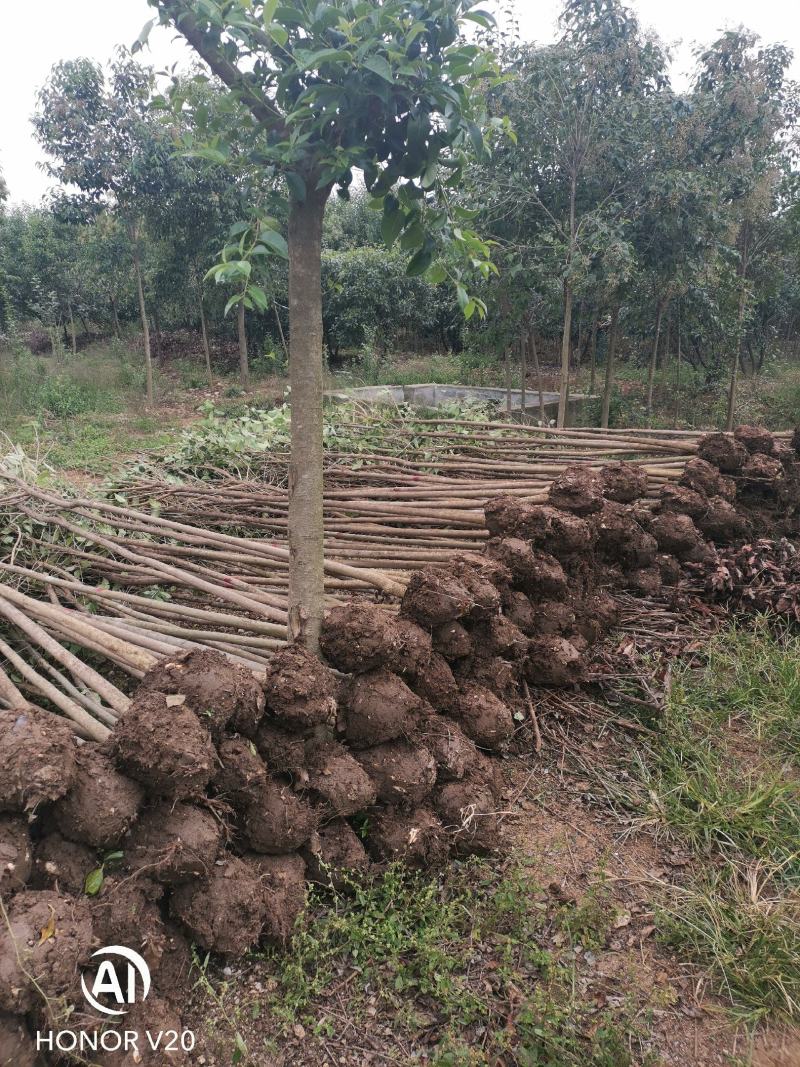 基地直供3公分大叶女贞，量大，树形好，一手货源