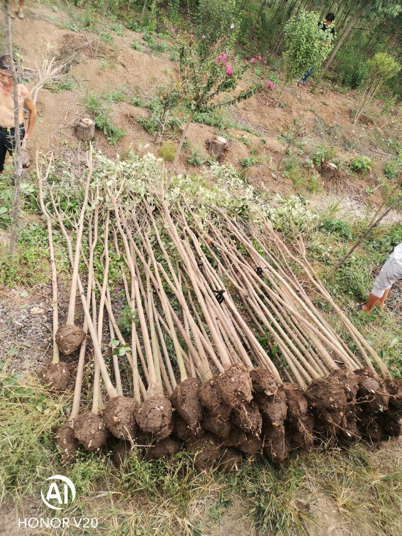 基地直供3公分大叶女贞，量大，树形好，一手货源