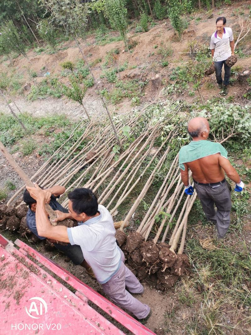 基地直供3公分大叶女贞，量大，树形好，一手货源