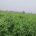 头茬生地，高品质大姜种……