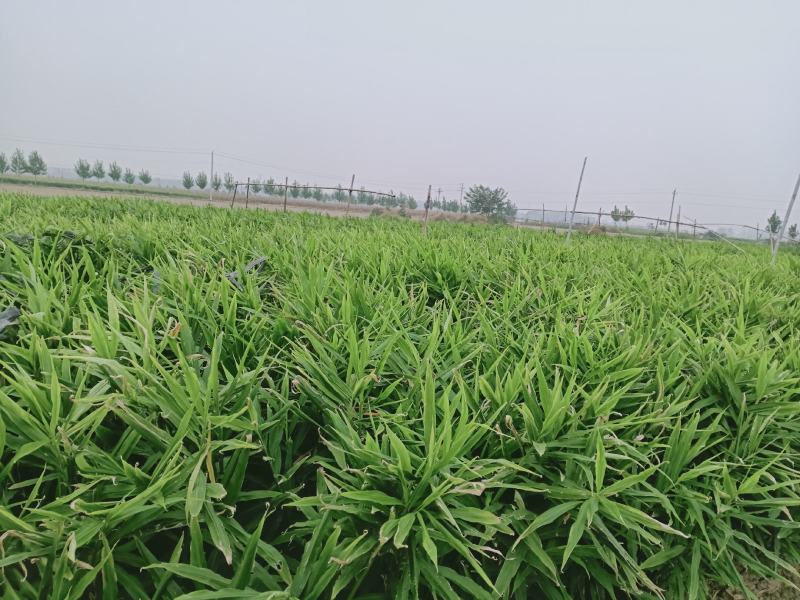 头茬生地，高品质大姜种……