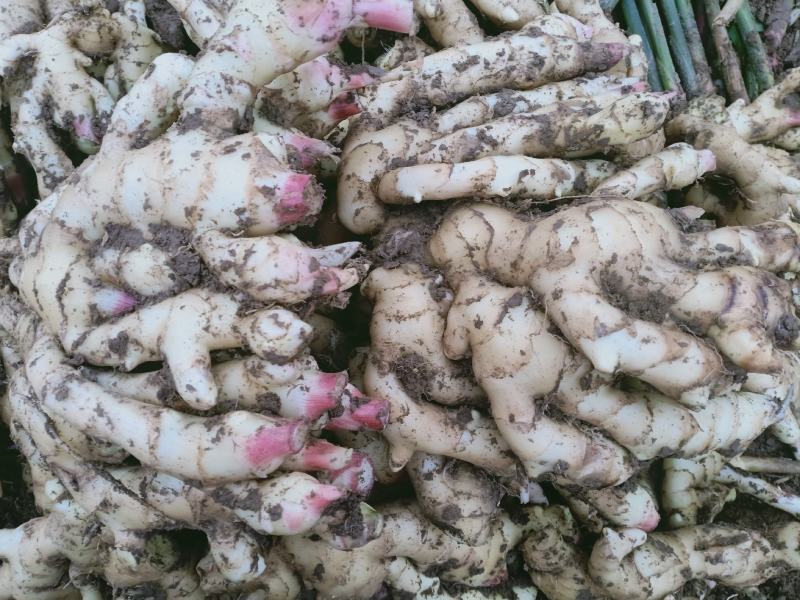 头茬生地，高品质大姜种……