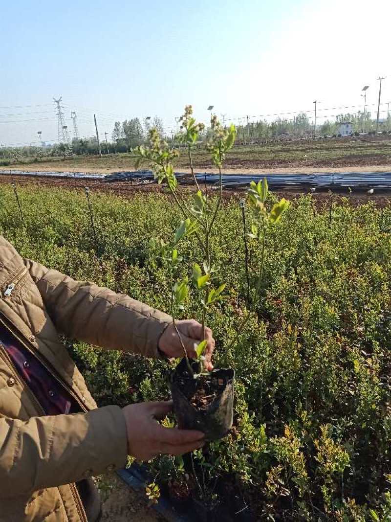 【蓝莓苗】绿宝石优瑞卡薄雾奥尼尔包纯度包坐果