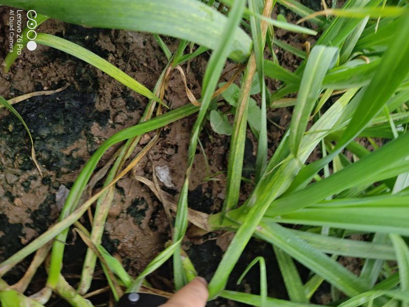 红根蒜苗根红苗正无干尖无黄叶地头现场装货保质保量