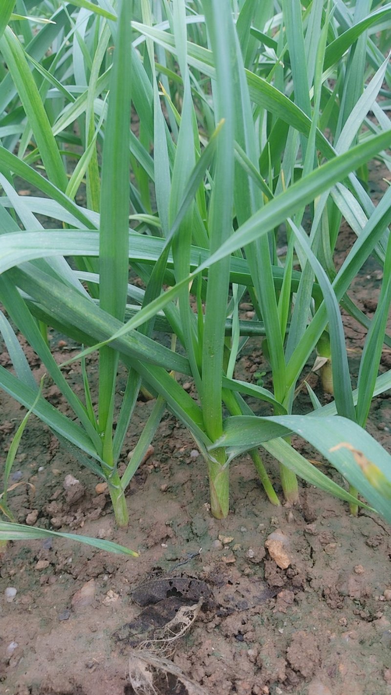 红根蒜苗根红苗正无干尖无黄叶地头现场装货保质保量