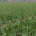 红根蒜苗根红苗正无干尖无黄叶地头现场装货保质保量
