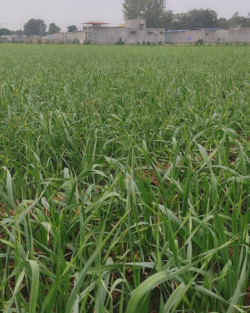 红根蒜苗根红苗正无干尖无黄叶地头现场装货保质保量