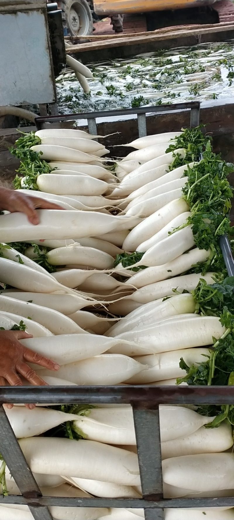 黑皮白皮都有冬瓜大量上市