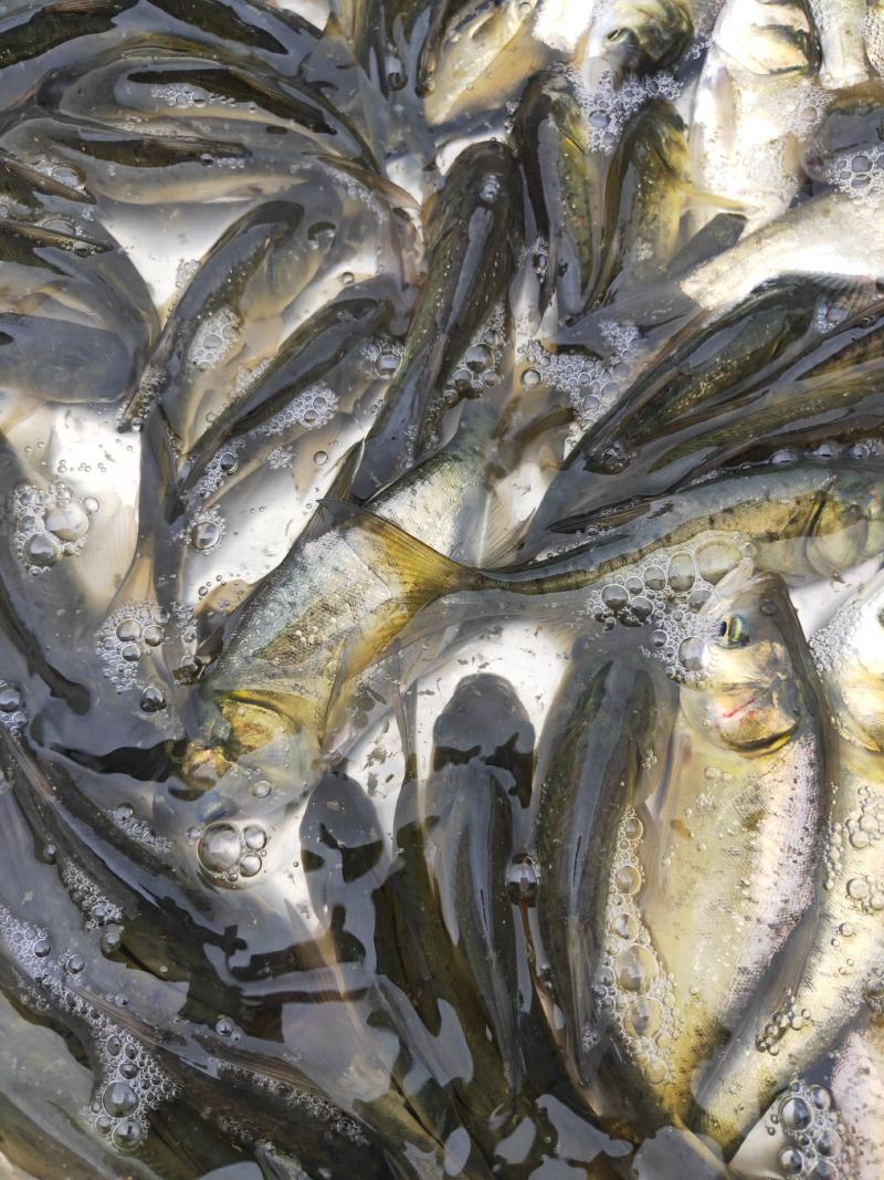 大头鱼名称花鲢鱼、鳙鱼、养殖成活率高、抗病毒抵抗力强、