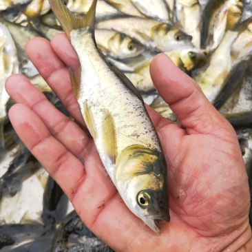 大头鱼名称花鲢鱼、鳙鱼、养殖成活率高、抗病毒抵抗力强、
