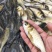 大头鱼名称花鲢鱼、鳙鱼、养殖成活率高、抗病毒抵抗力强、