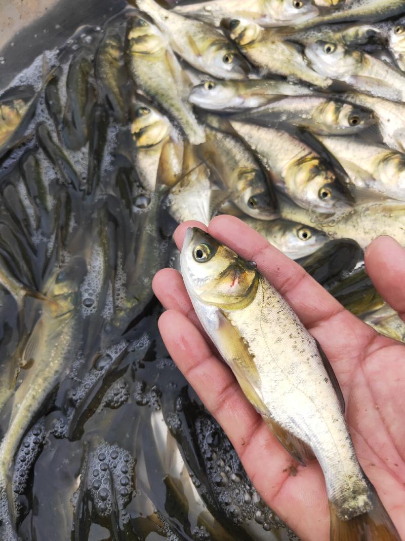 大头鱼名称花鲢鱼、鳙鱼、养殖成活率高、抗病毒抵抗力强、