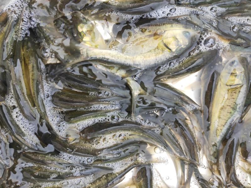 大头鱼名称花鲢鱼、鳙鱼、养殖成活率高、抗病毒抵抗力强、