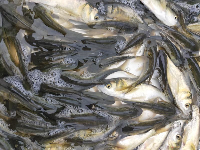大头鱼名称花鲢鱼、鳙鱼、养殖成活率高、抗病毒抵抗力强、