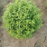 常年出售：粉花绣线菊.金山绣线菊.金焰绣线菊
