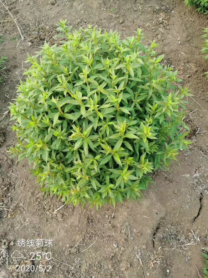 常年出售：粉花绣线菊.金山绣线菊.金焰绣线菊