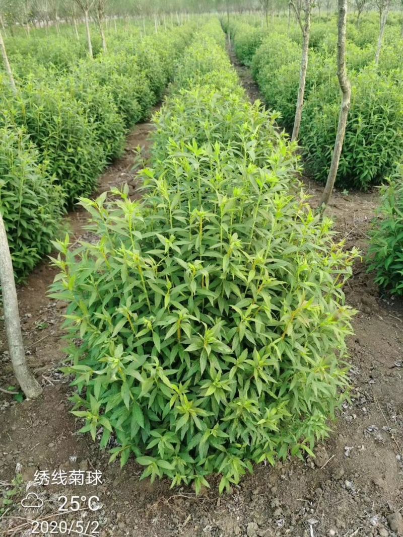 常年出售：粉花绣线菊.金山绣线菊.金焰绣线菊