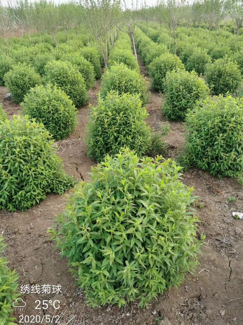 常年出售：粉花绣线菊.金山绣线菊.金焰绣线菊